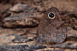 Karagz (Ypthima asterope)