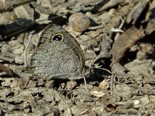 Karagz (Ypthima asterope)