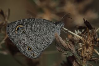 Karagz (Ypthima asterope)