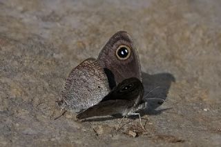 Karagz (Ypthima asterope)