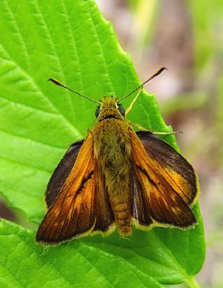 Orman Zpzp (Ochlodes sylvanus)