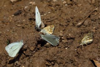 Mermer Zpzp (Carcharodus lavatherae)