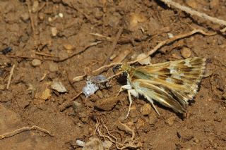 Mermer Zpzp (Carcharodus lavatherae)