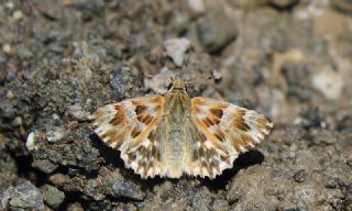 Mermer Zpzp (Carcharodus lavatherae)