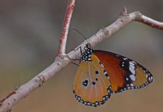 Sultan (Danaus chrysippus)