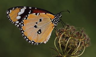 Sultan (Danaus chrysippus)