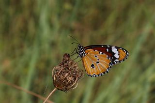 Sultan&nbsp;(Danaus&nbsp;chrysippus)