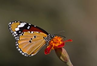 Sultan (Danaus chrysippus)
