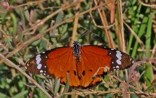 Sultan (Danaus chrysippus)