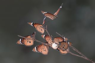 Sultan (Danaus chrysippus)