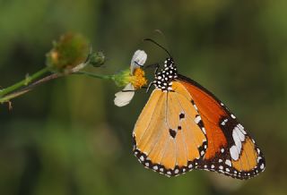 Sultan (Danaus chrysippus)