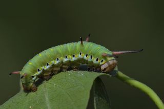 Sultan (Danaus chrysippus)