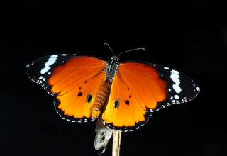 Sultan (Danaus chrysippus)