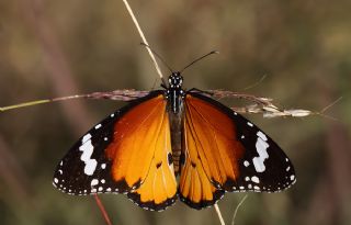 Sultan (Danaus chrysippus)