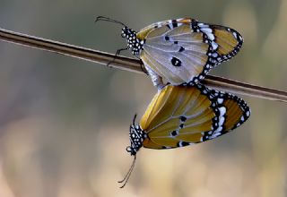 Sultan (Danaus chrysippus)