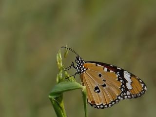 Sultan (Danaus chrysippus)