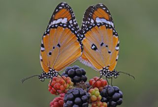 Sultan (Danaus chrysippus)