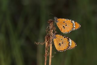 Sultan (Danaus chrysippus)