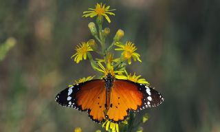 Sultan (Danaus chrysippus)