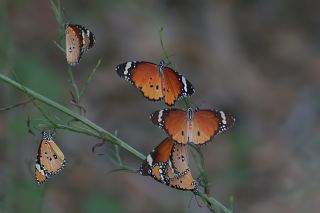 Sultan (Danaus chrysippus)