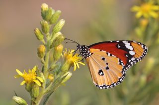 Sultan (Danaus chrysippus)
