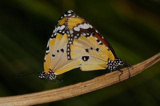 Sultan (Danaus chrysippus)