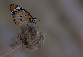 Sultan (Danaus chrysippus)