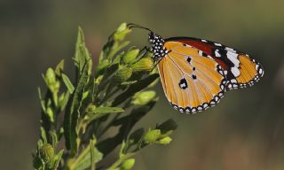 Sultan (Danaus chrysippus)