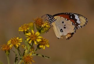 Sultan (Danaus chrysippus)