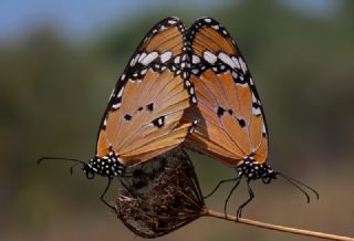 Sultan (Danaus chrysippus)