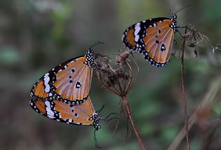 Sultan (Danaus chrysippus)