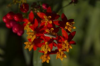 Sultan (Danaus chrysippus)