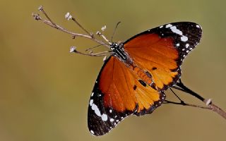 Sultan (Danaus chrysippus)