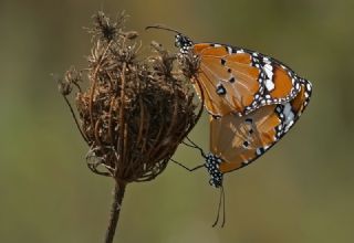 Sultan (Danaus chrysippus)