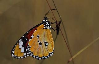 Sultan (Danaus chrysippus)