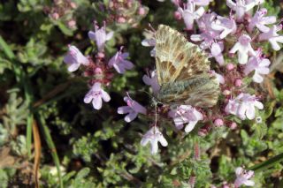 Cezayir Zpzp (Carcharodus stauderi)