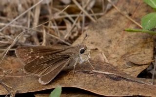 Nostrodamus (Gegenes nostrodamus )