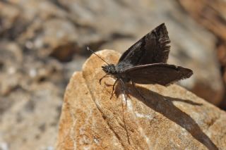 Kara Zpzp (Erynnis marloyi)