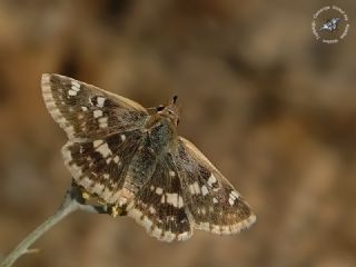 Anadolu Zpzp (Muschampia proteides)