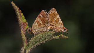 Akdeniz Zpzp (Muschampia proto)