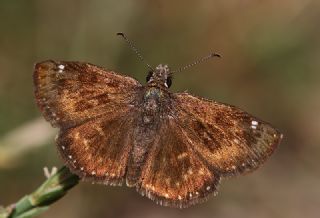 Pasl Zpzp (Erynnis tages)