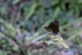 Pasl Zpzp (Erynnis tages)