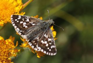 Gzel Zpzp (Pyrgus cinarae)