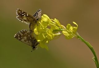 Ege Zpzp (Pyrgus melotis)