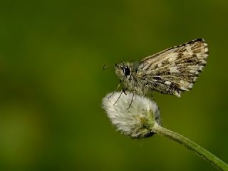 Ege Zpzp (Pyrgus melotis)