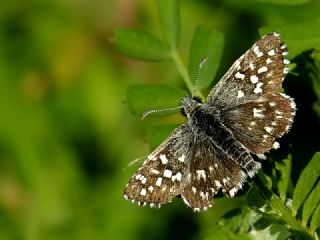 Ege Zpzp (Pyrgus melotis)