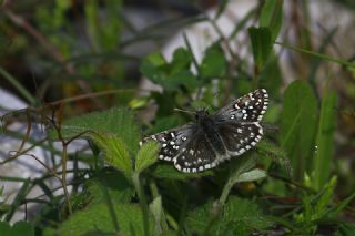 Ege Z�pz�p�&nbsp;(Pyrgus&nbsp;melotis)