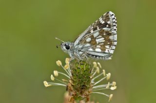 Ege Zpzp (Pyrgus melotis)