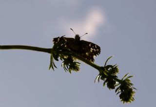 Ege Zpzp (Pyrgus melotis)
