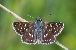 Kzl Zpzp (Spialia orbifer)